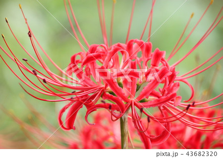 曼珠沙華 43682320