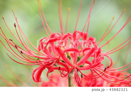曼珠沙華 曼珠沙華 43682321