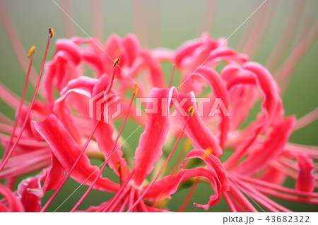 曼珠沙華 43682322