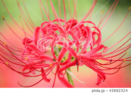 曼珠沙華 43682324