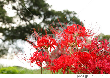曼珠沙華 曼珠沙華 43682368