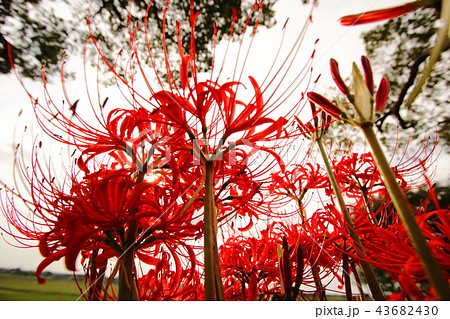 彼岸花と夕日 43682430