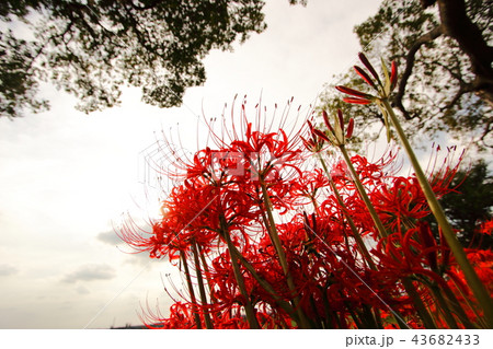 彼岸花と夕日 43682433