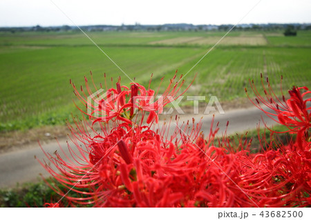 彼岸花 43682500