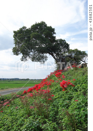 彼岸花と老木 43682501