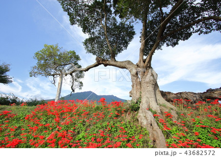 彼岸花と筑波山 43682572