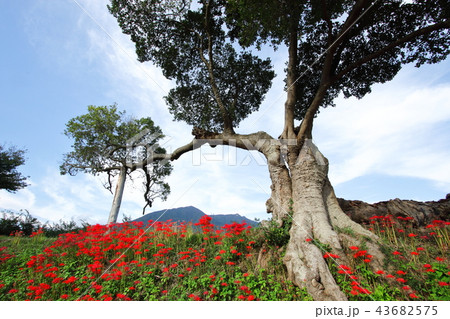 彼岸花と筑波山 43682575