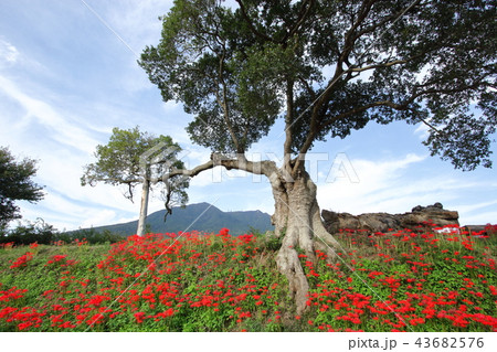 彼岸花と筑波山 彼岸花と筑波山 43682576