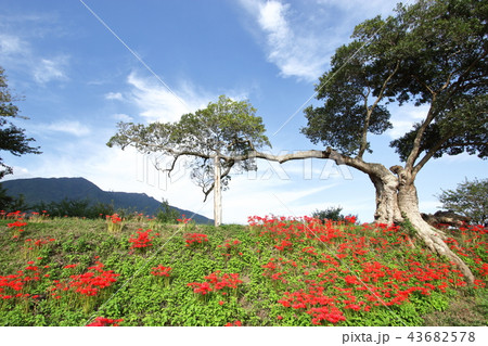 彼岸花と筑波山 彼岸花と筑波山 43682578