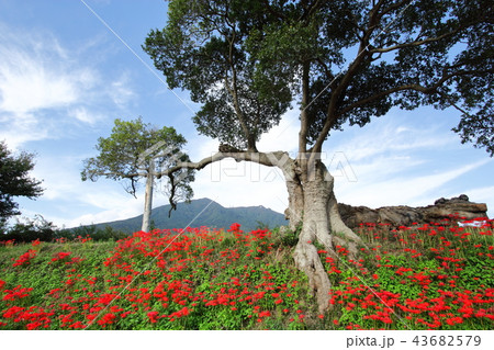彼岸花と筑波山 彼岸花と筑波山 43682579
