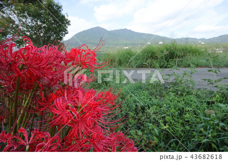 彼岸花と筑波山 43682618