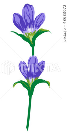 リンドウの花 43683072