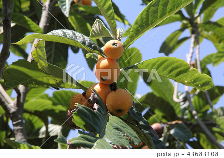 千葉名産房州びわ 43683108