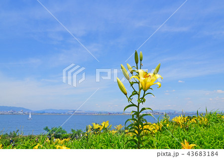 ユリの花が咲き誇る大阪湾の風景 ユリの花が咲き誇る大阪湾の風景 43683184