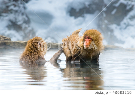 長野地獄谷温泉 温泉に入るニホンザル 43683216
