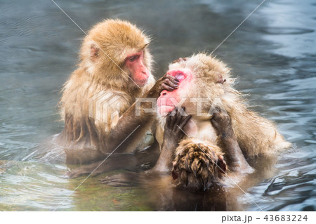 長野地獄谷温泉 温泉に入るニホンザル 長野地獄谷温泉 温泉に入るニホンザル 43683224