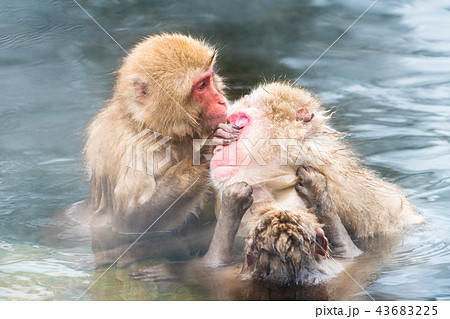 長野地獄谷温泉 温泉に入るニホンザル 43683225