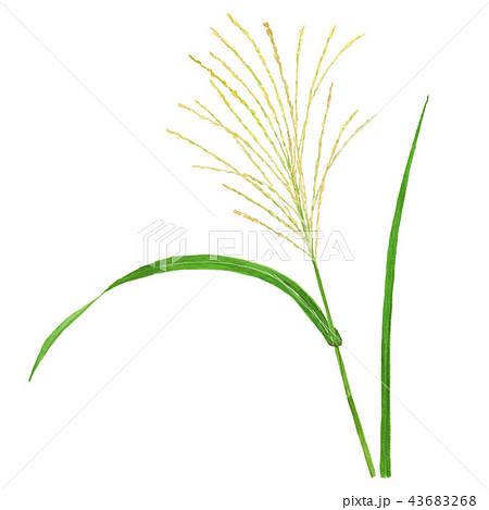 Miscanthus Sinensis ススキのイラスト素材