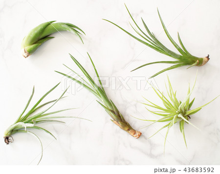 エアープランツ エアープランツ 43683592