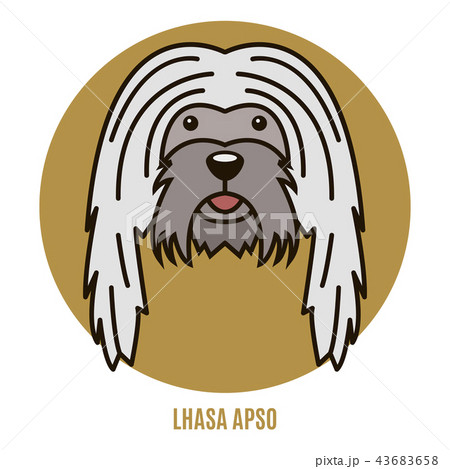 Portrait of Lhasa Apso Portrait of Lhasa Apso 43683658