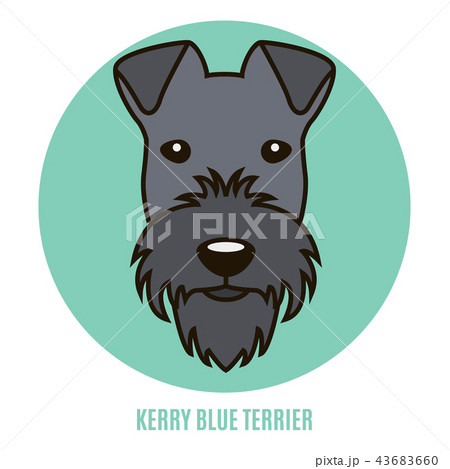 Portrait of Kerry Blue Terrier Portrait of Kerry Blue Terrier 43683660