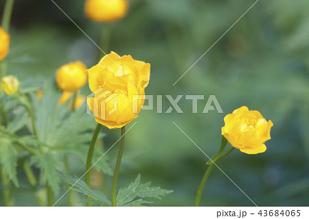 Chinese globeflower (Trollius chinensis) close up Chinese globeflower (Trollius chinensis) close up 43684065
