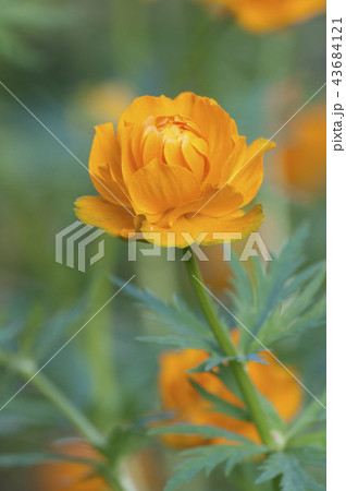 Asian globeflower close up 43684121