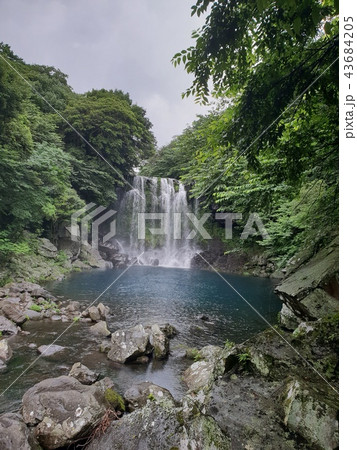 雨滴 済州島 屋外 43684205