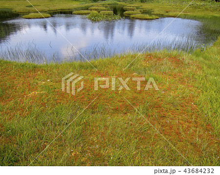 四十八池(志賀高原) 四十八池(志賀高原) 43684232