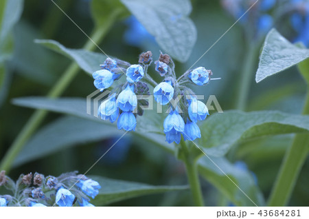 Symphytum caucasicum flowers 43684281