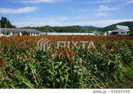 雑穀生産量は日本一 雑穀生産量は日本一 43684348