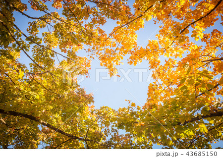 Bright autumn sunny day yellow leaves on blue sky 43685150