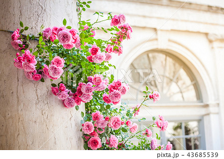 Roses climbing on column in italian patio 43685539