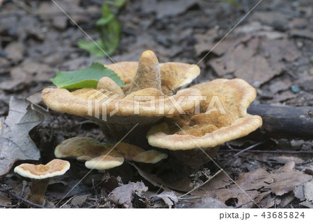 Hydnellum auratile mushroom 43685824