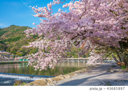 京都 嵐山の桜と渡月橋 京都 嵐山の桜と渡月橋 43685897