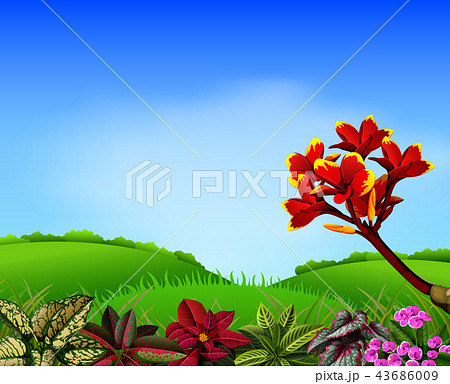 a fresh view with mountain and frangipani flower  43686009