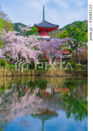 京都 大覚寺の桜と大沢池の写真素材