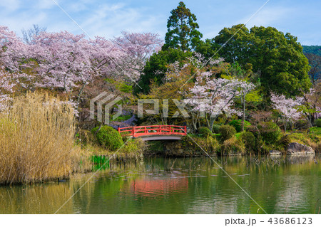 京都 大覚寺の桜と大沢池の写真素材