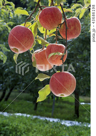 リンゴ りんご リンゴの木 43686198