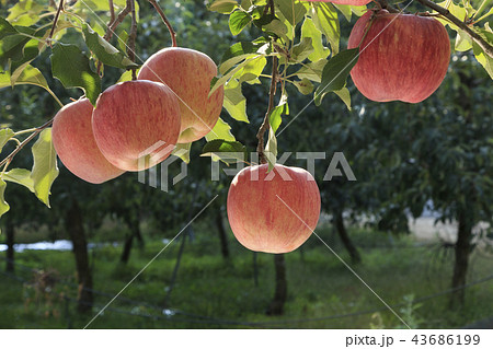 リンゴ りんご リンゴの木 43686199