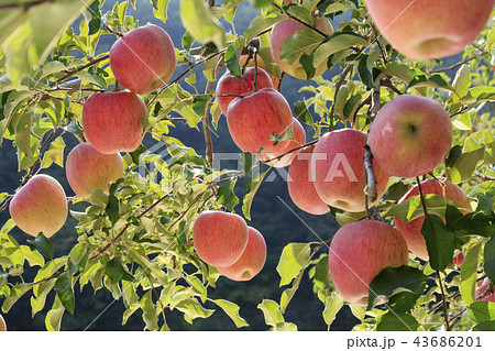 リンゴ りんご リンゴの木 43686201