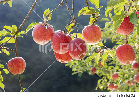リンゴ りんご リンゴの木 43686202