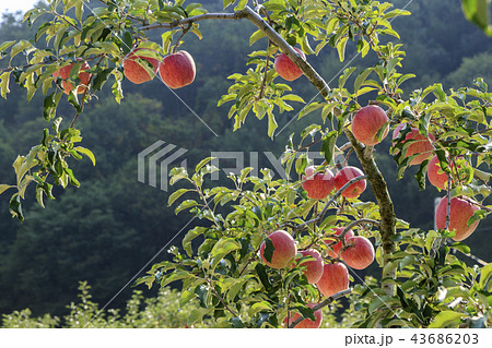リンゴ りんご リンゴの木 43686203