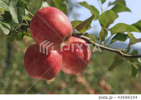 リンゴ りんご リンゴの木 43686204