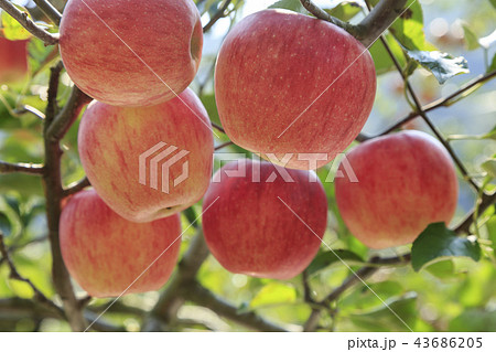リンゴ りんご リンゴの木 43686205