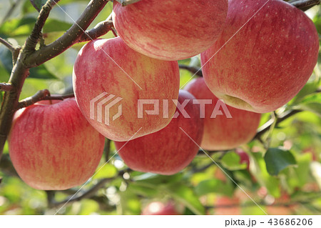 リンゴ りんご リンゴの木 43686206