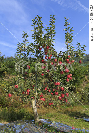 リンゴ りんご リンゴの木 43686302