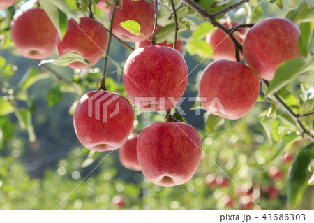 リンゴ りんご リンゴの木 43686303