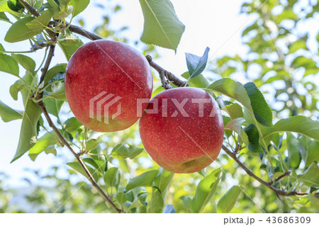 リンゴ りんご リンゴの木 43686309
