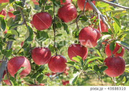 リンゴ りんご リンゴの木 43686310